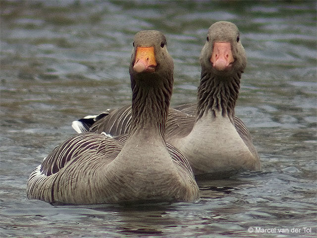 Greylag Goose