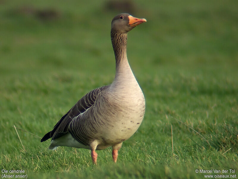 Greylag Goose