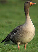 Greylag Goose