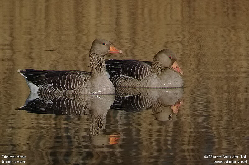 Greylag Gooseadult