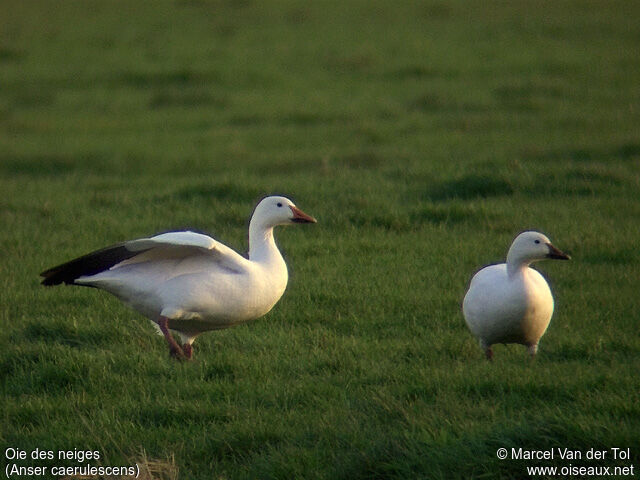 Snow Goose