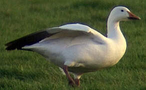 Snow Goose