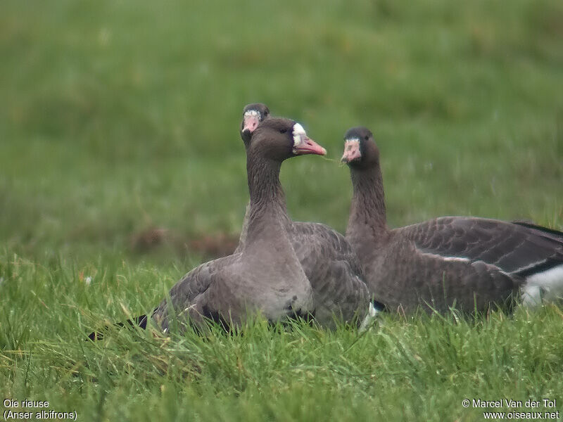 Greater White-fronted Goose