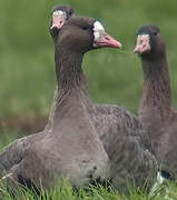 Greater White-fronted Goose