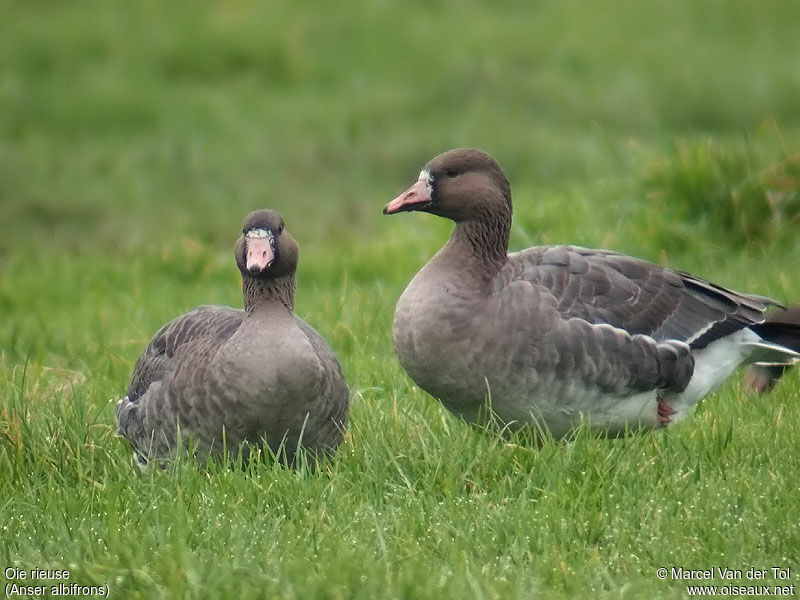 Greater White-fronted Goose