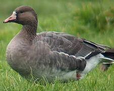 Greater White-fronted Goose