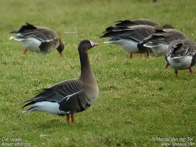 Greater White-fronted Gooseadult