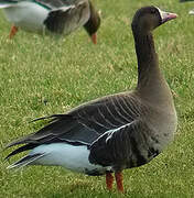 Greater White-fronted Goose