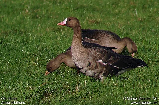 Greater White-fronted Goose