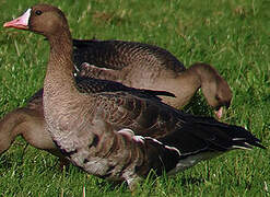 Greater White-fronted Goose