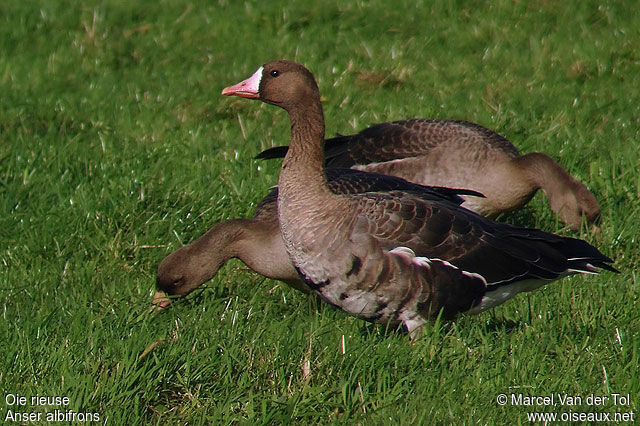 Greater White-fronted Goose