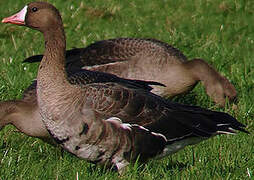 Greater White-fronted Goose