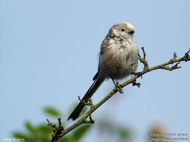 Long-tailed Tit