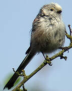 Long-tailed Tit