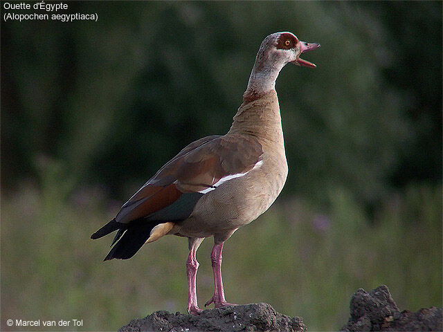 Egyptian Goose