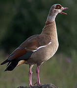 Egyptian Goose