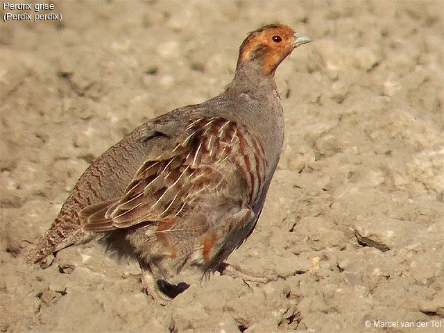 Grey Partridge