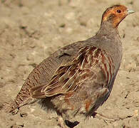 Grey Partridge