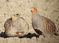 Grey Partridge