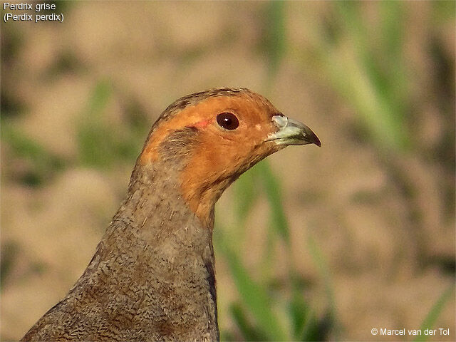 Grey Partridge