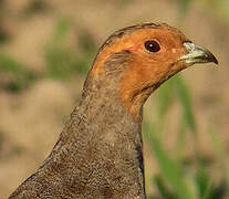 Grey Partridge