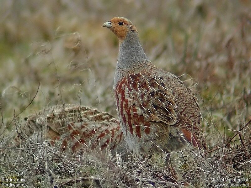 Grey Partridge