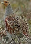 Grey Partridge