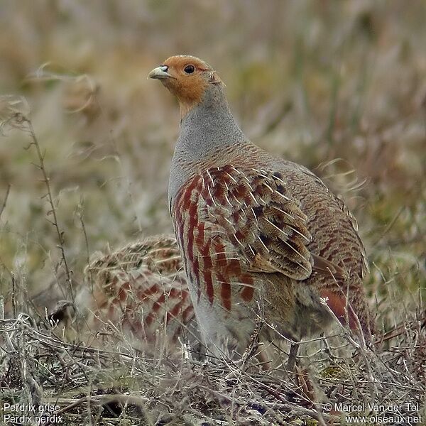 Grey Partridge