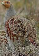 Grey Partridge