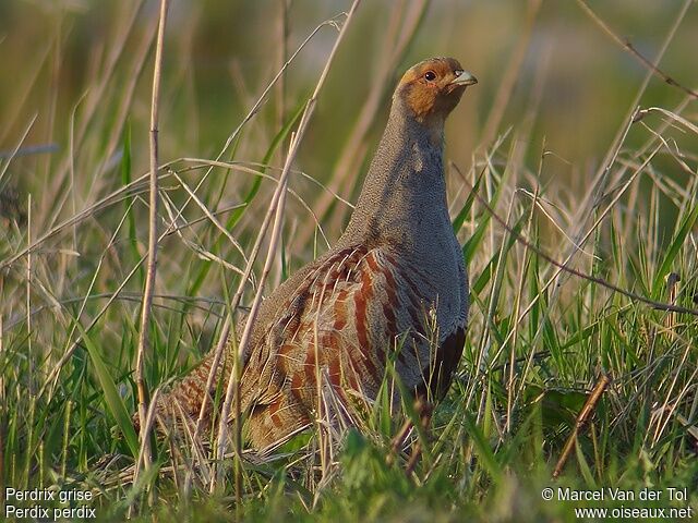 Grey Partridge male adult