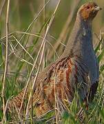 Grey Partridge