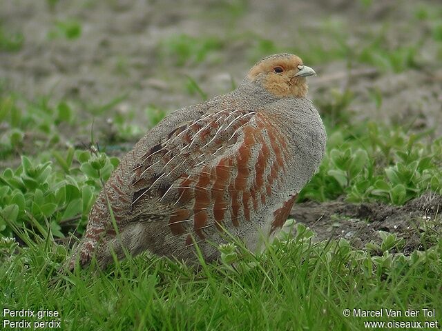 Grey Partridge male adult