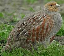 Grey Partridge