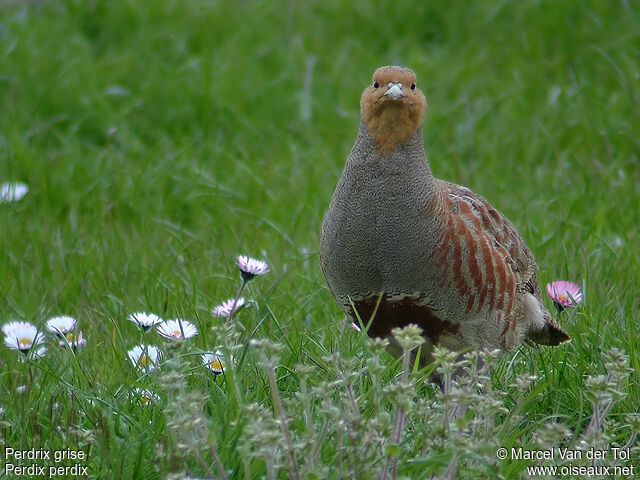 Grey Partridge male adult