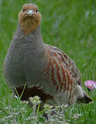 Grey Partridge