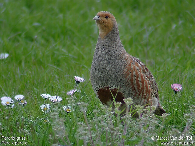 Grey Partridge male adult