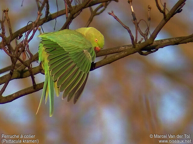 Rose-ringed Parakeet