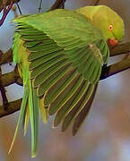 Rose-ringed Parakeet