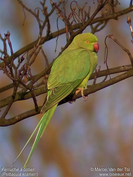 Rose-ringed Parakeet