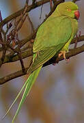 Rose-ringed Parakeet