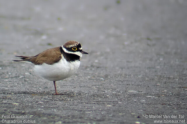 Little Ringed Plover male adult