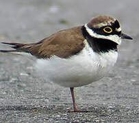 Little Ringed Plover