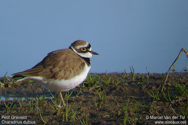 Little Ringed Plover male adult