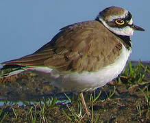 Little Ringed Plover