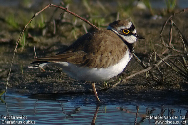 Little Ringed Plover male adult