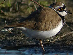 Little Ringed Plover