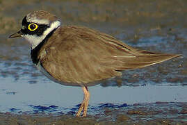 Little Ringed Plover