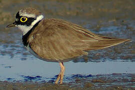 Little Ringed Plover