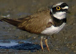 Little Ringed Plover