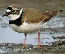 Little Ringed Plover